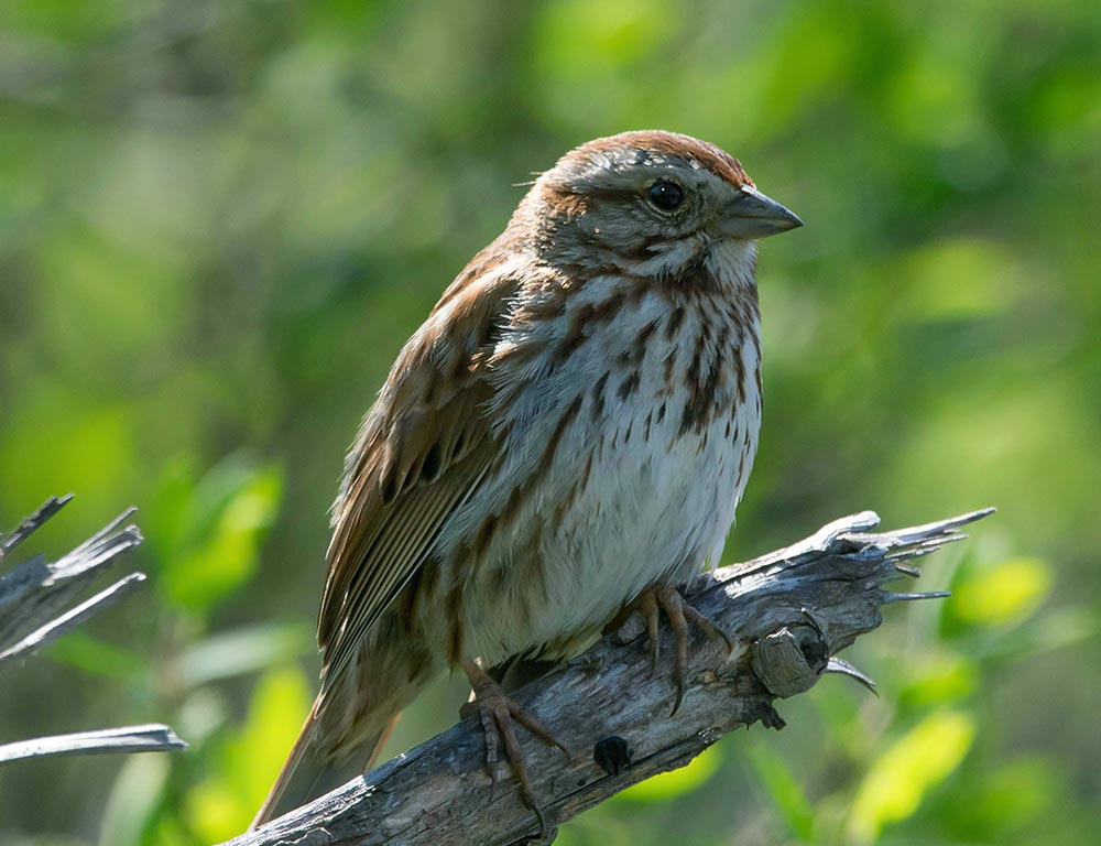 Song Sparrow