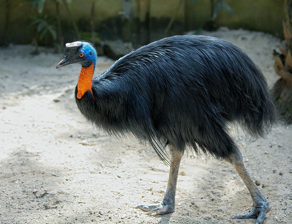 Southern Cassowary