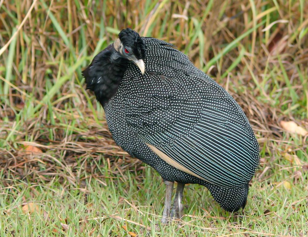 Southern Crested Guineafowl