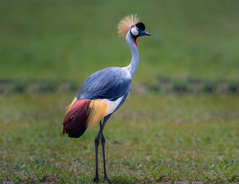 Southern Grey Crowned Crane