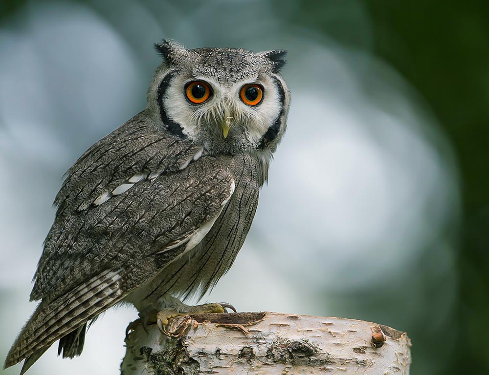 Southern White-faced Owl