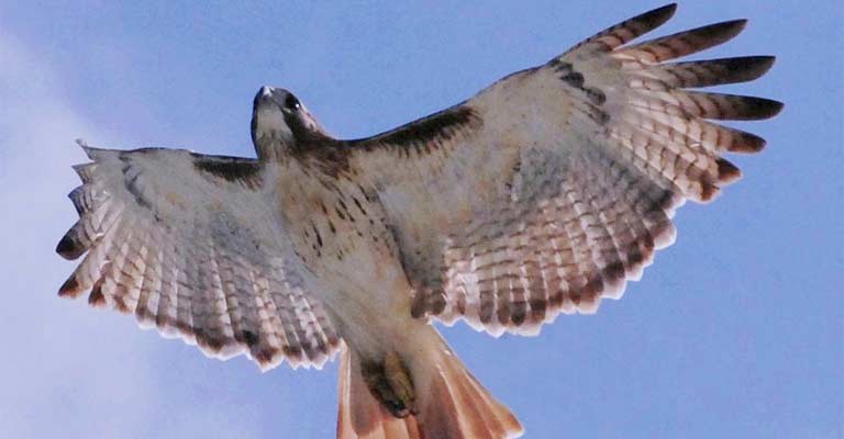 Southwestern Red-Tailed Hawk