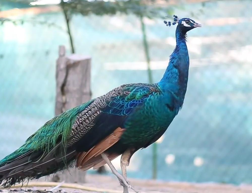 Spalding Peafowl