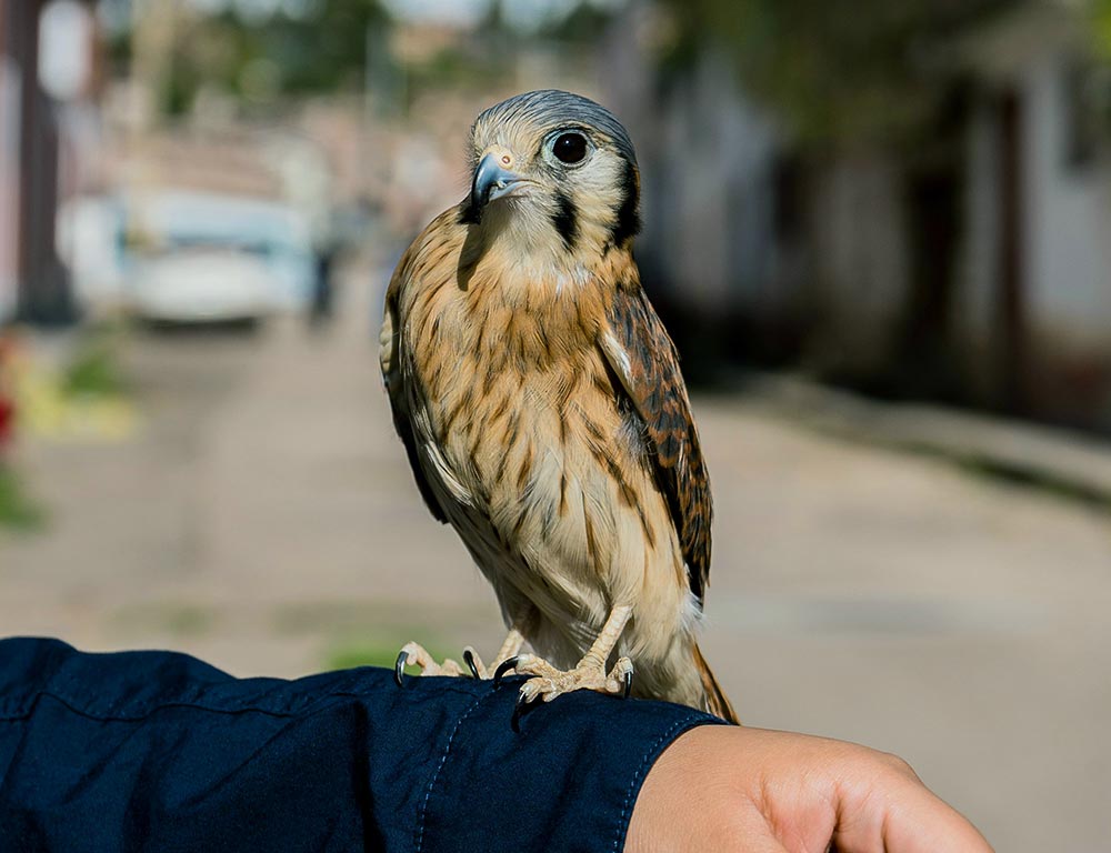 Sparrowhawks