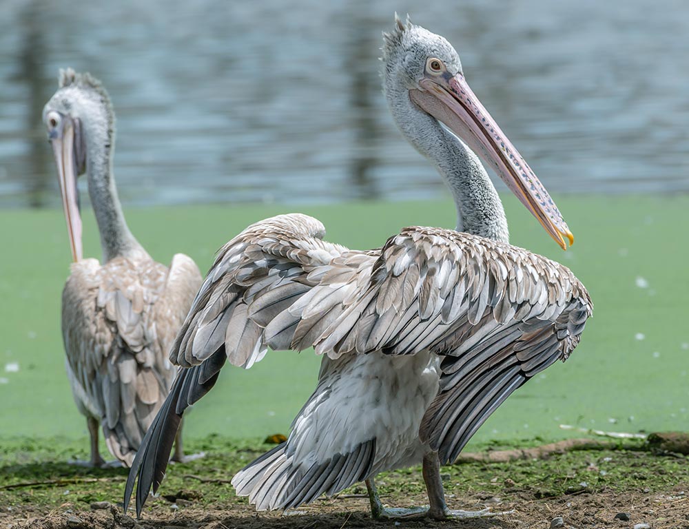 Spot-billed Pelican