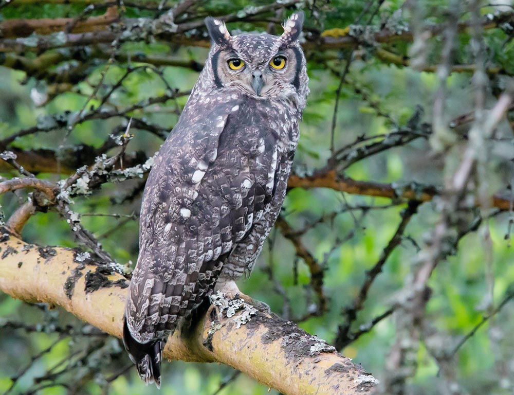 Spotted Eagle Owl