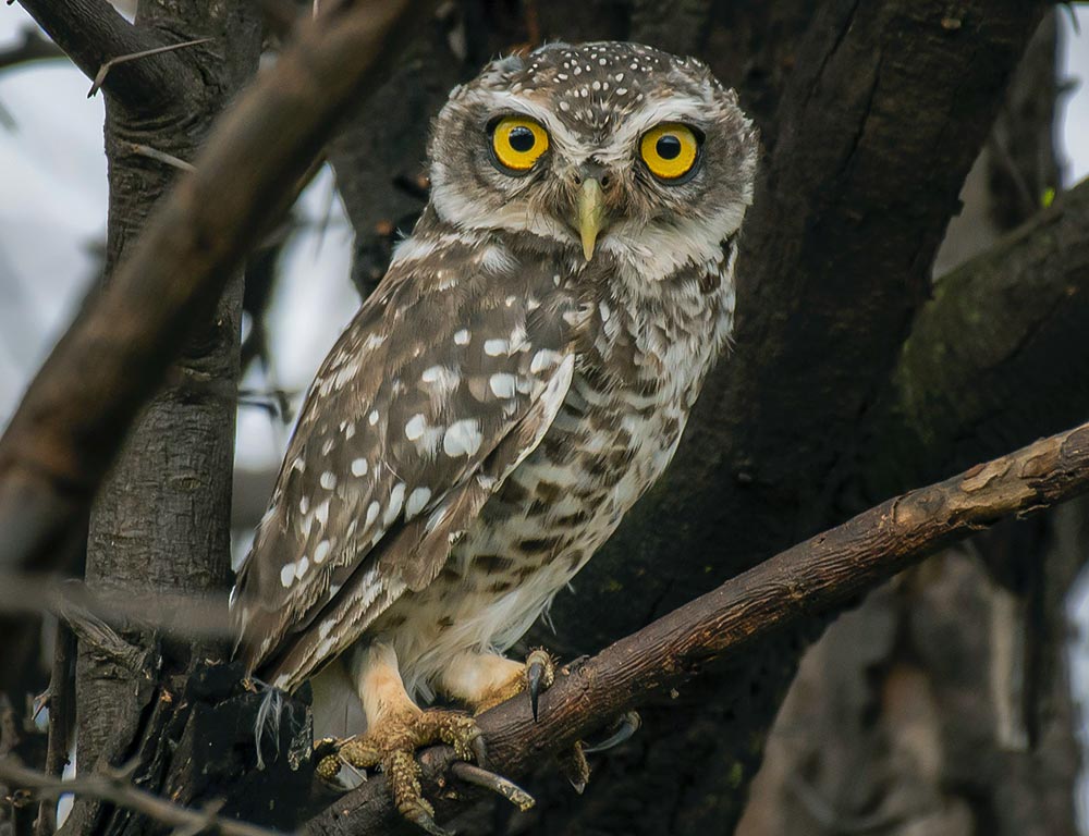 Spotted Owl