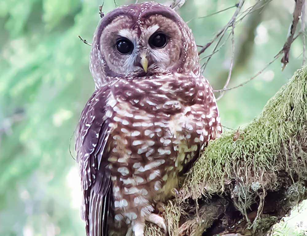 Spotted Owl