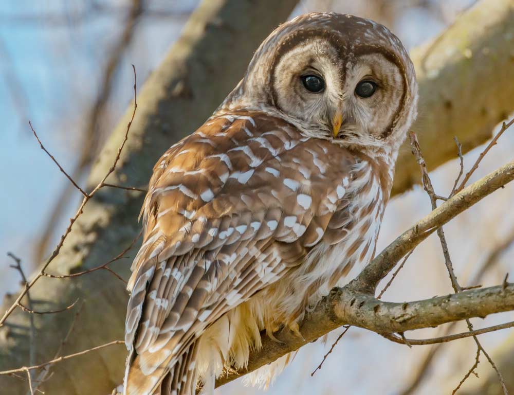 Spotted Owl