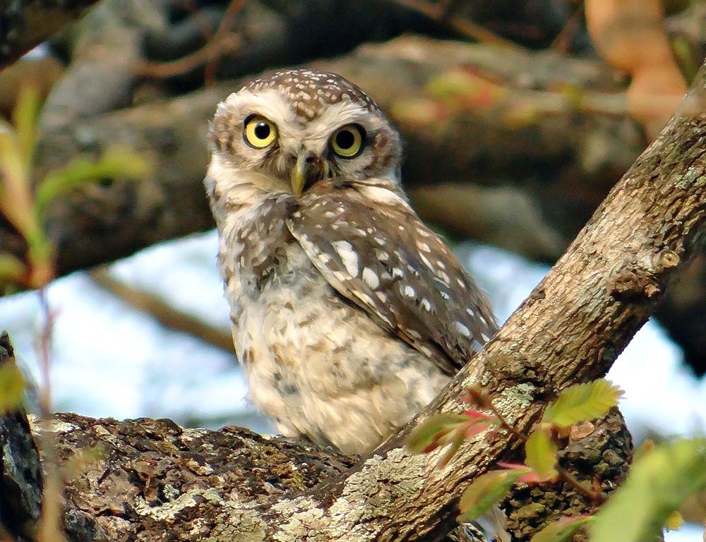 Spotted Owl