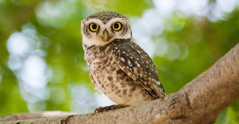 Spotted Owl