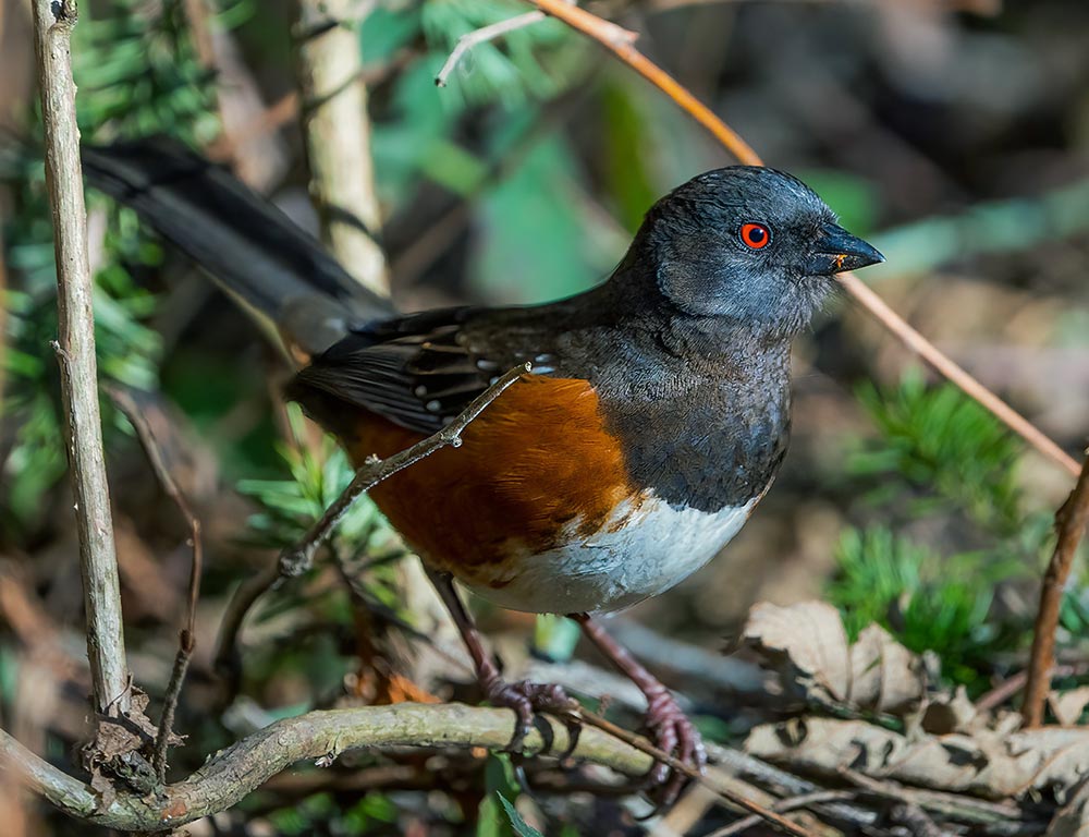 Spotted Towhee