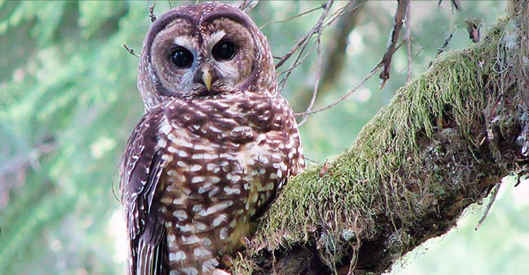 Spotted owl