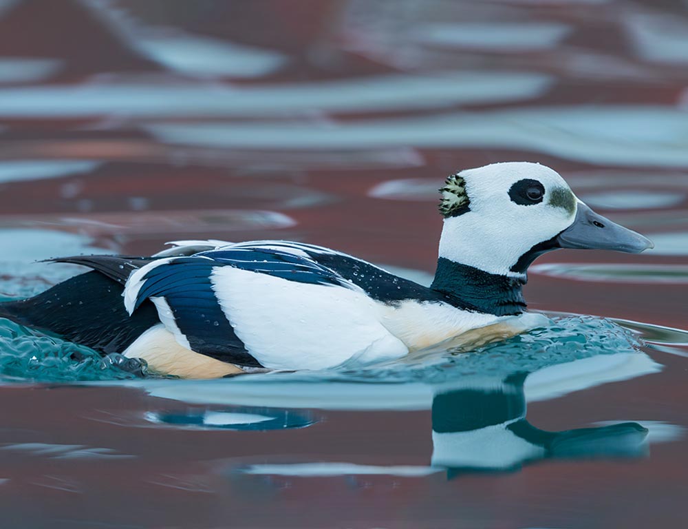 Steller's Eider