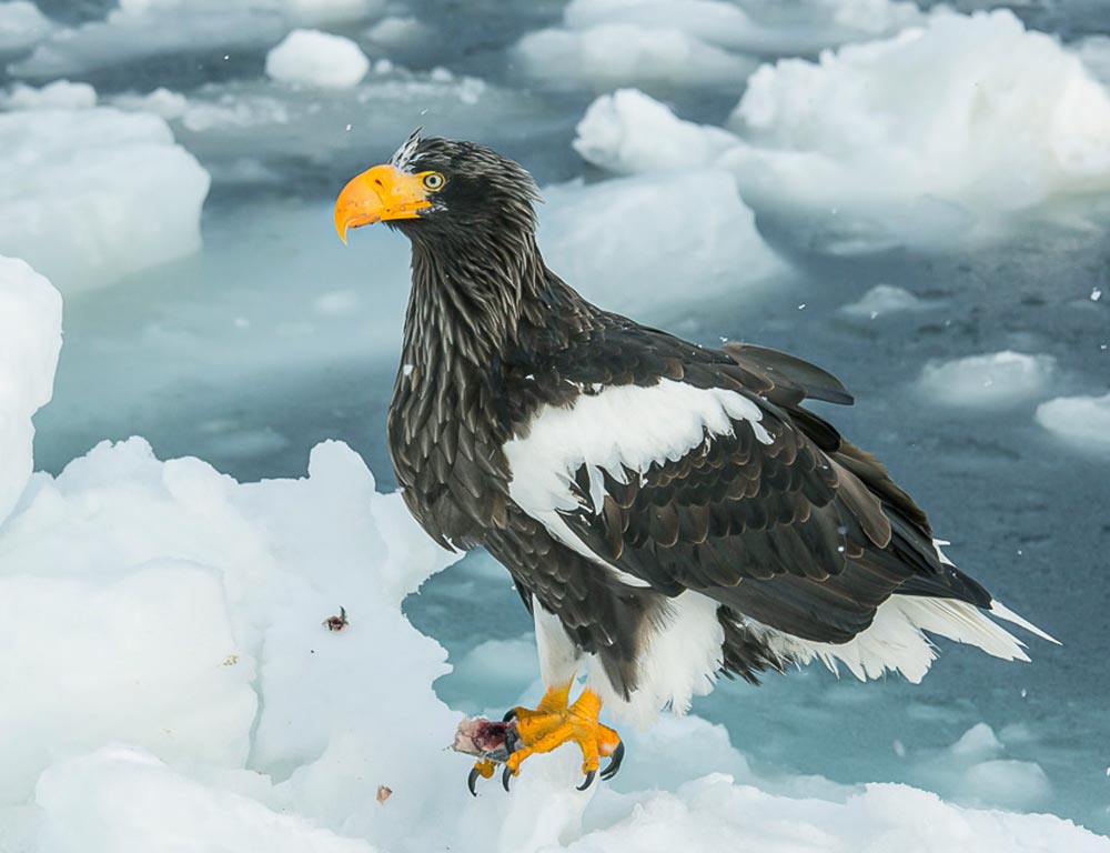 Steller's Sea Eagle