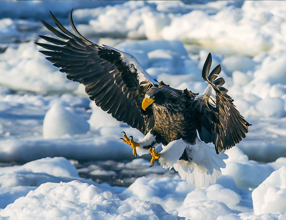 Steller's Sea Eagle