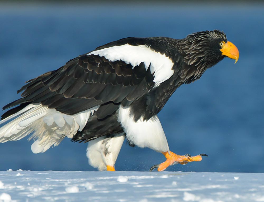 Eagles in Massachusetts