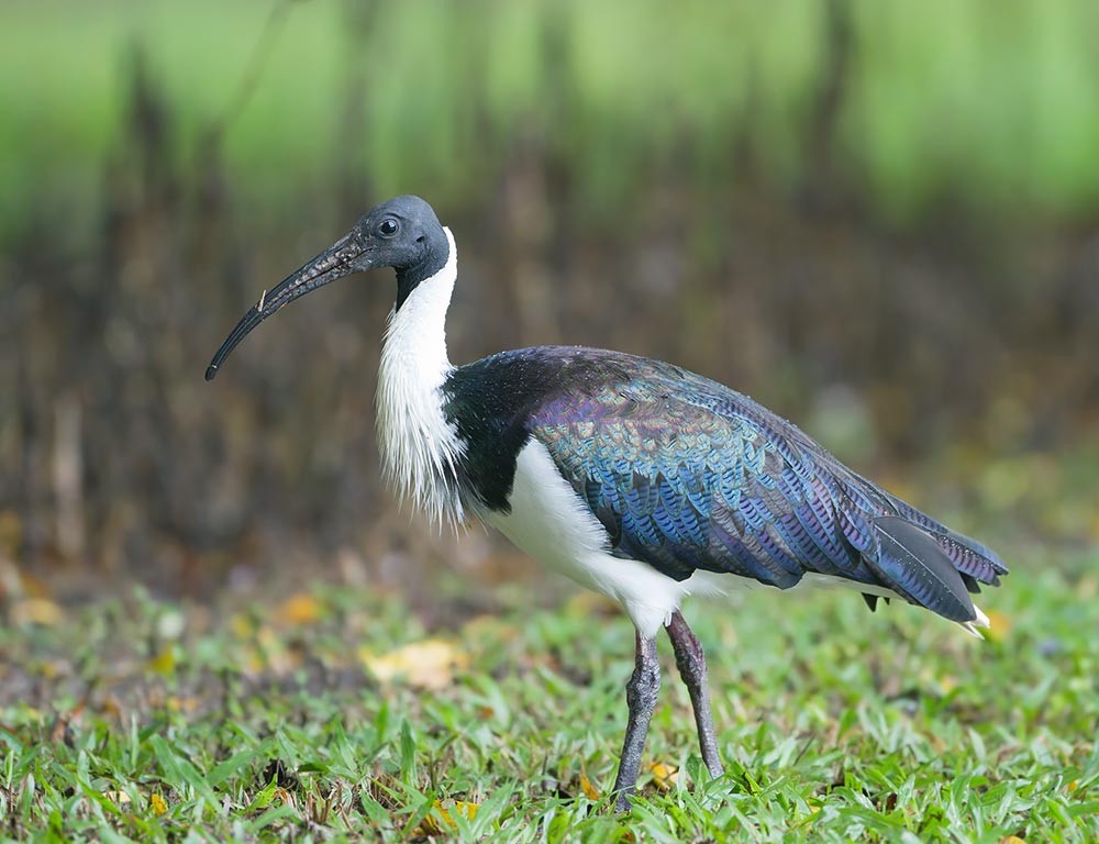 Straw-necked Ibis