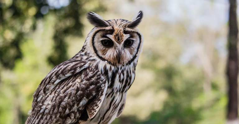 Stygian owl