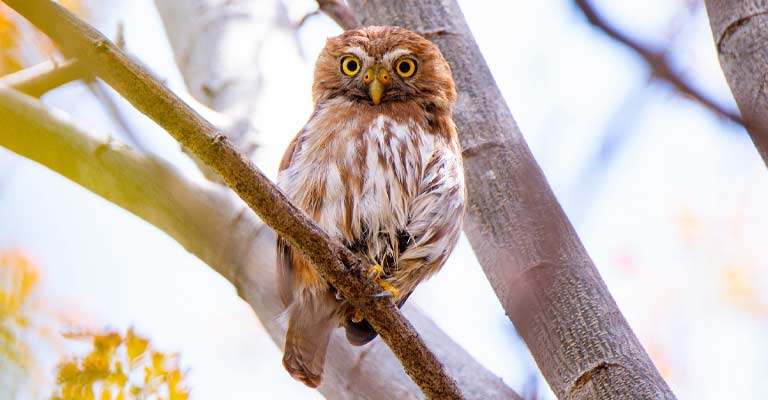 Subspecies of Ferruginous Pygmy Owl