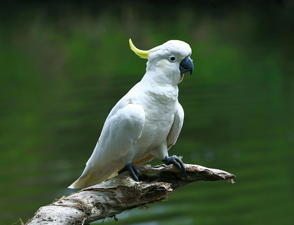 Sulphur-crested Cockatoo