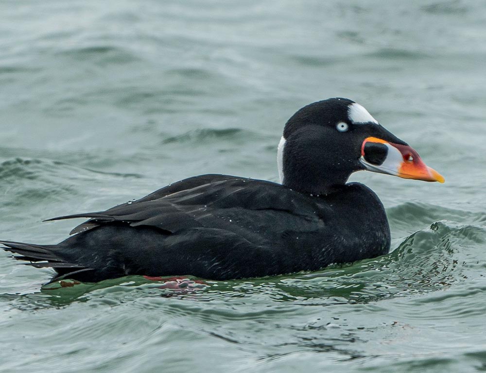 Surf Scoter