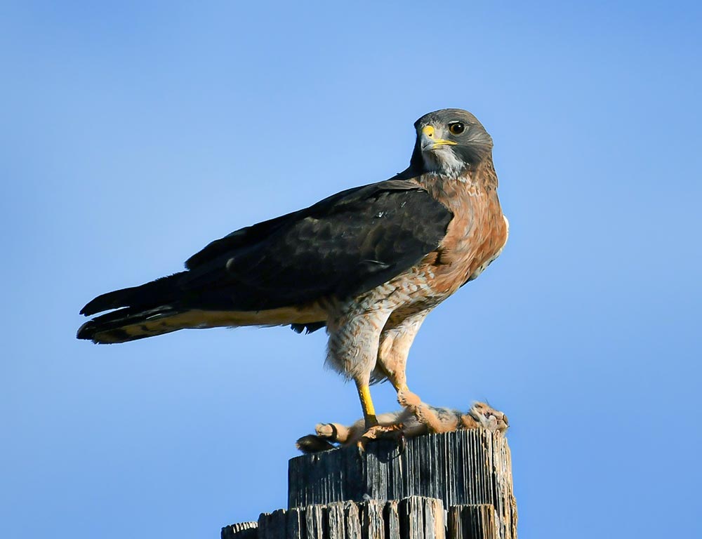 Swainson's Hawk