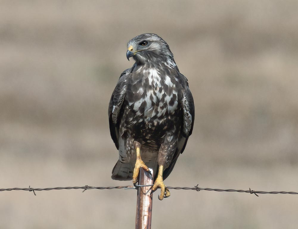 Swainson's Hawk