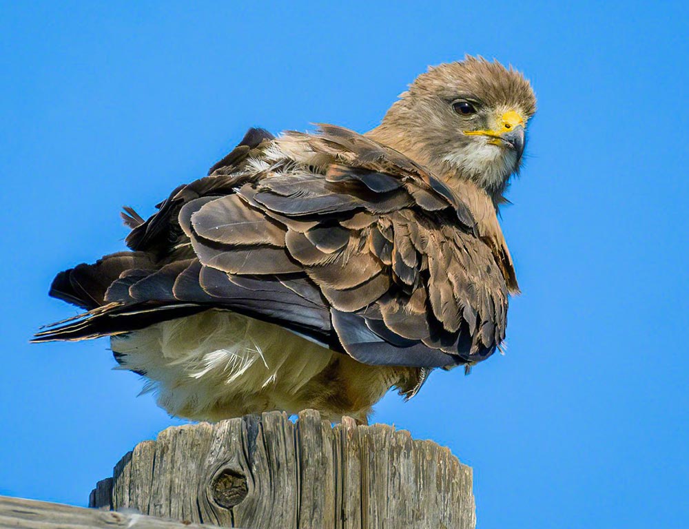 Swainson's Hawk