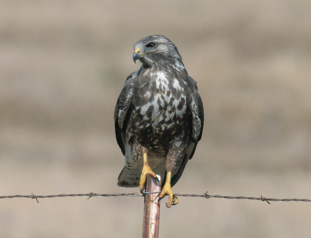 Swainson's Hawk