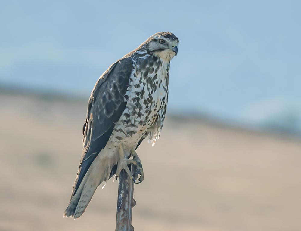 Swainson's Hawk