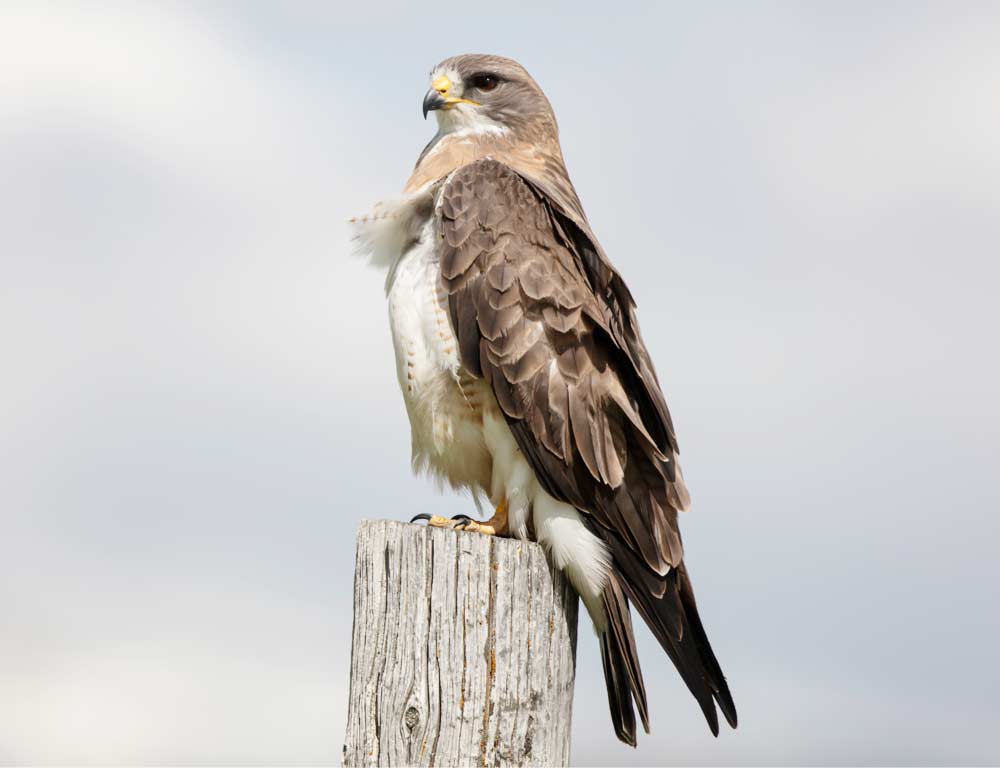 Swainson’s Hawk