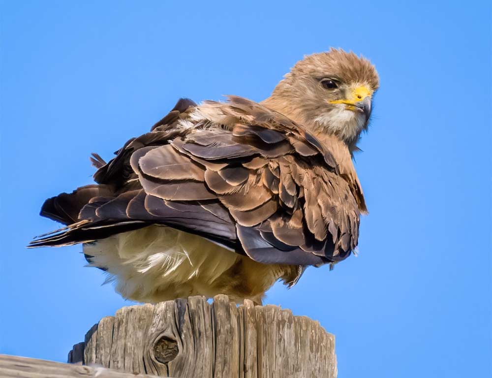 Swainson's Hawk