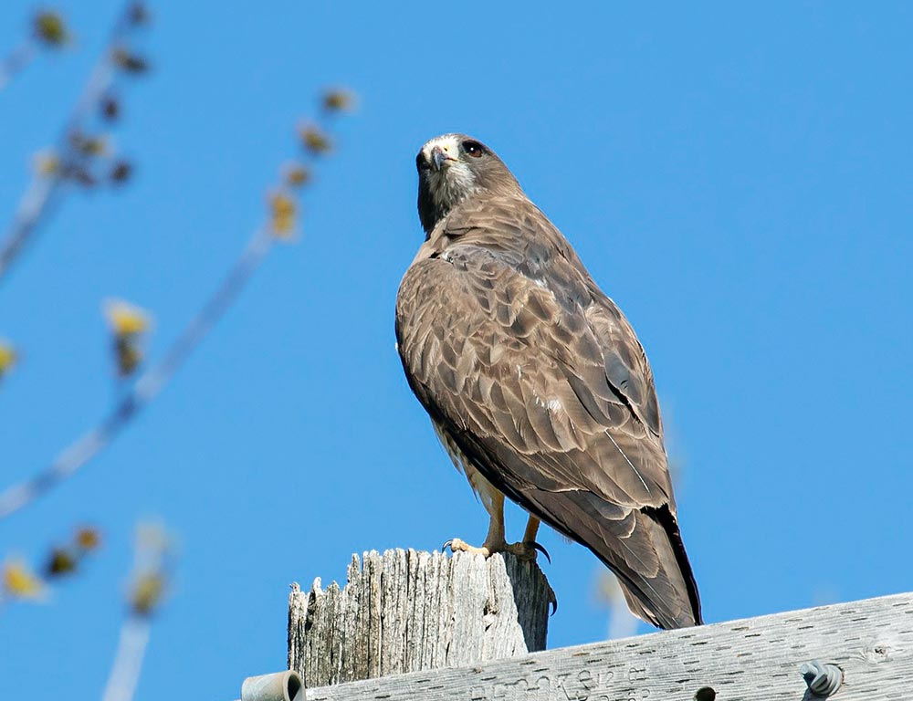 Swainson's Hawk