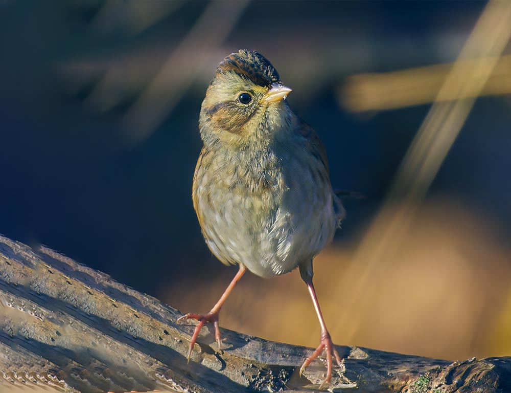 Swamp Sparrow