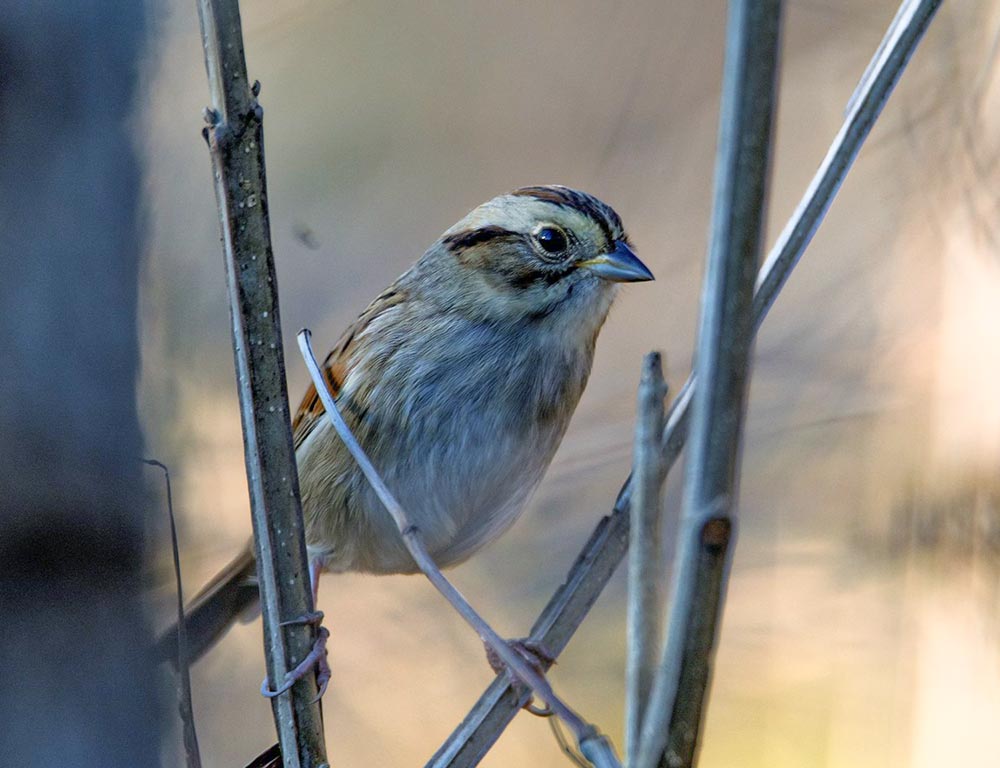 Swamp Sparrow