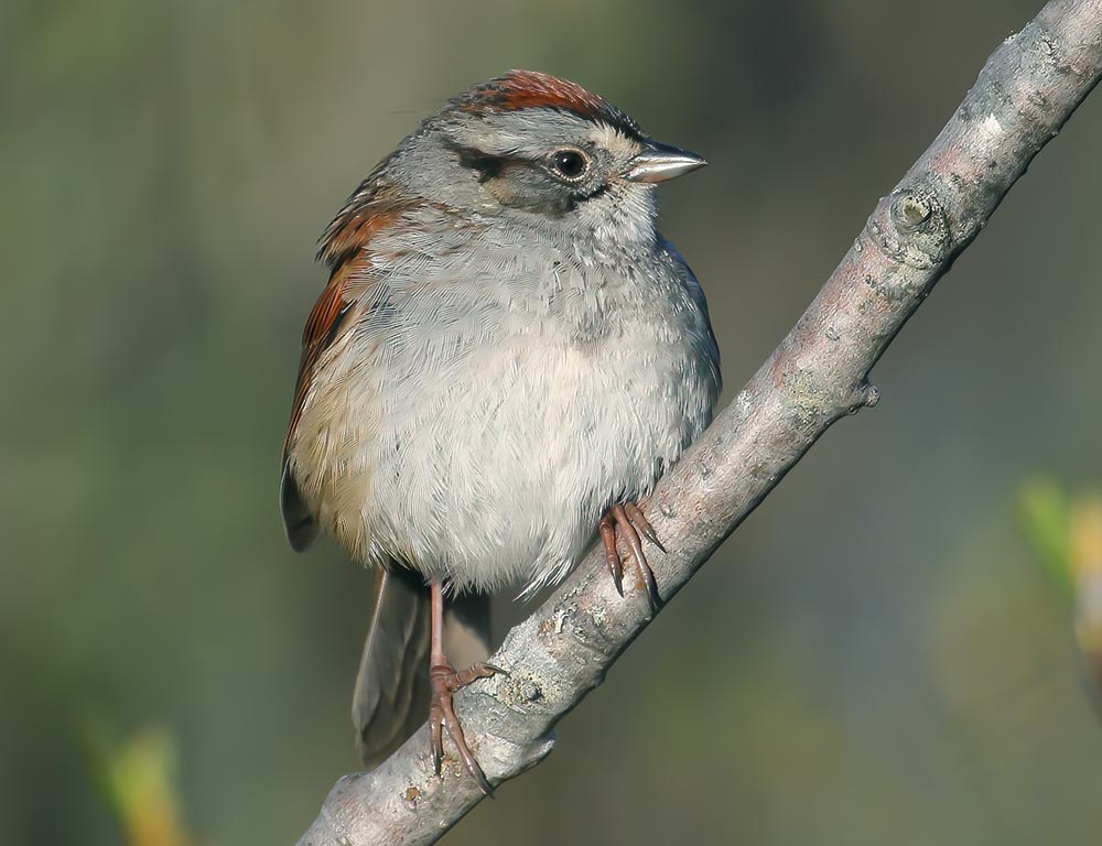 Swamp Sparrow