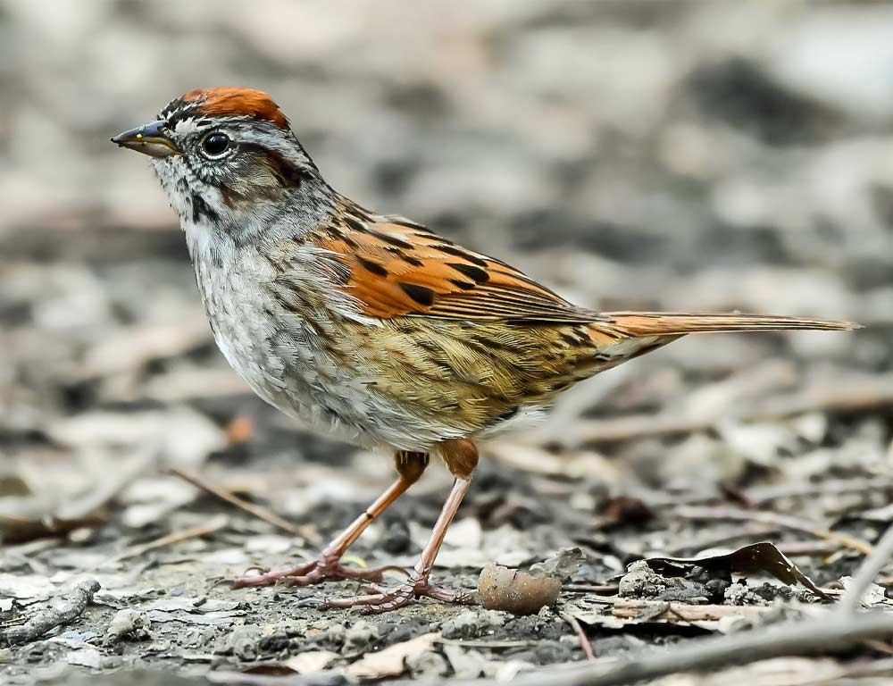 Swamp Sparrow