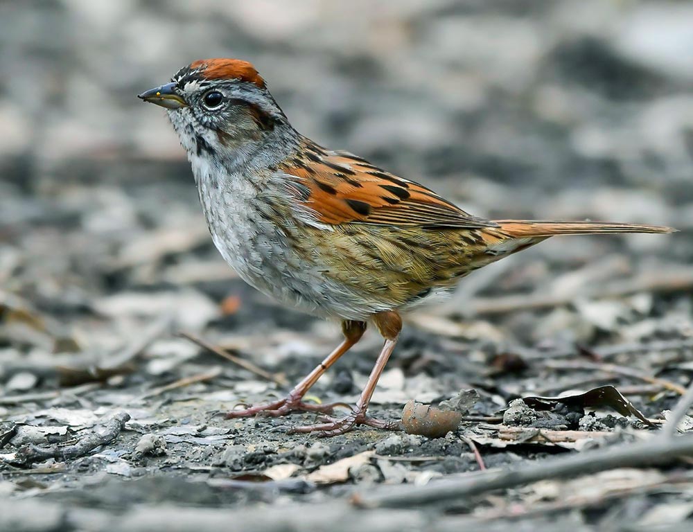 Swamp Sparrow