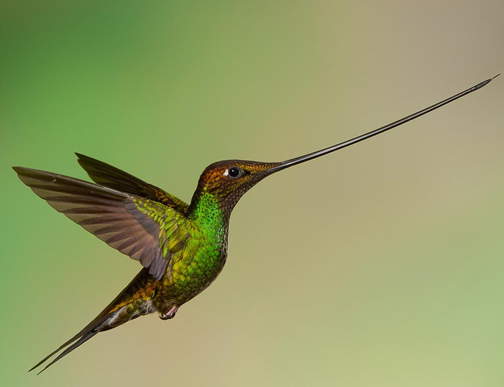 Sword-billed Hummingbird