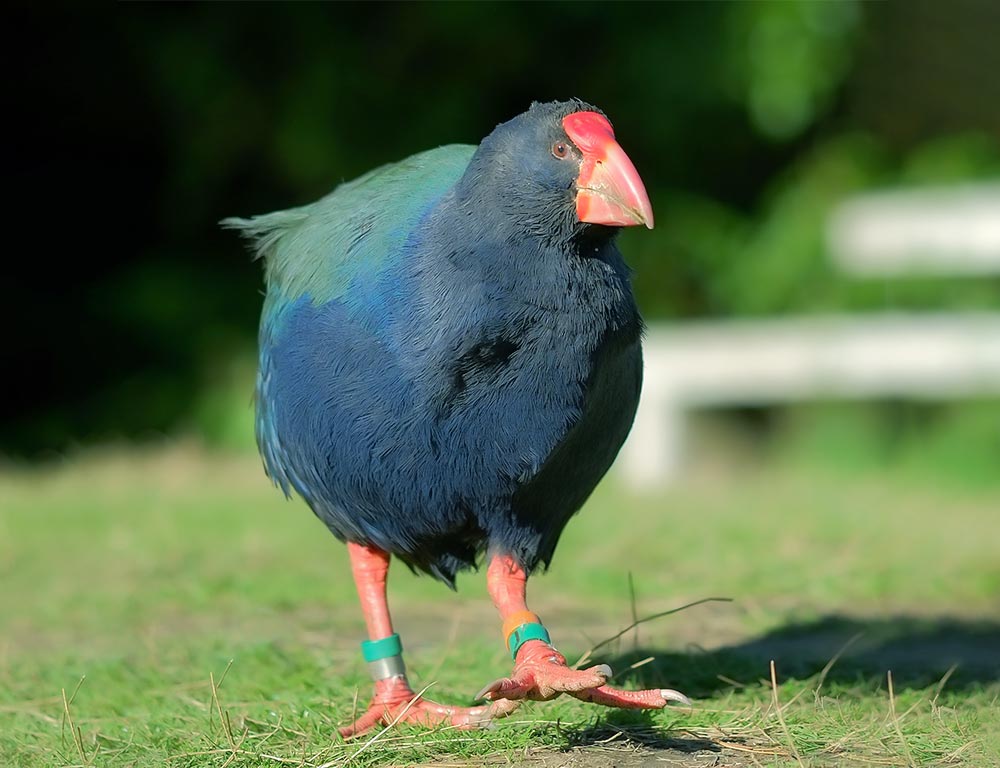 Takahē