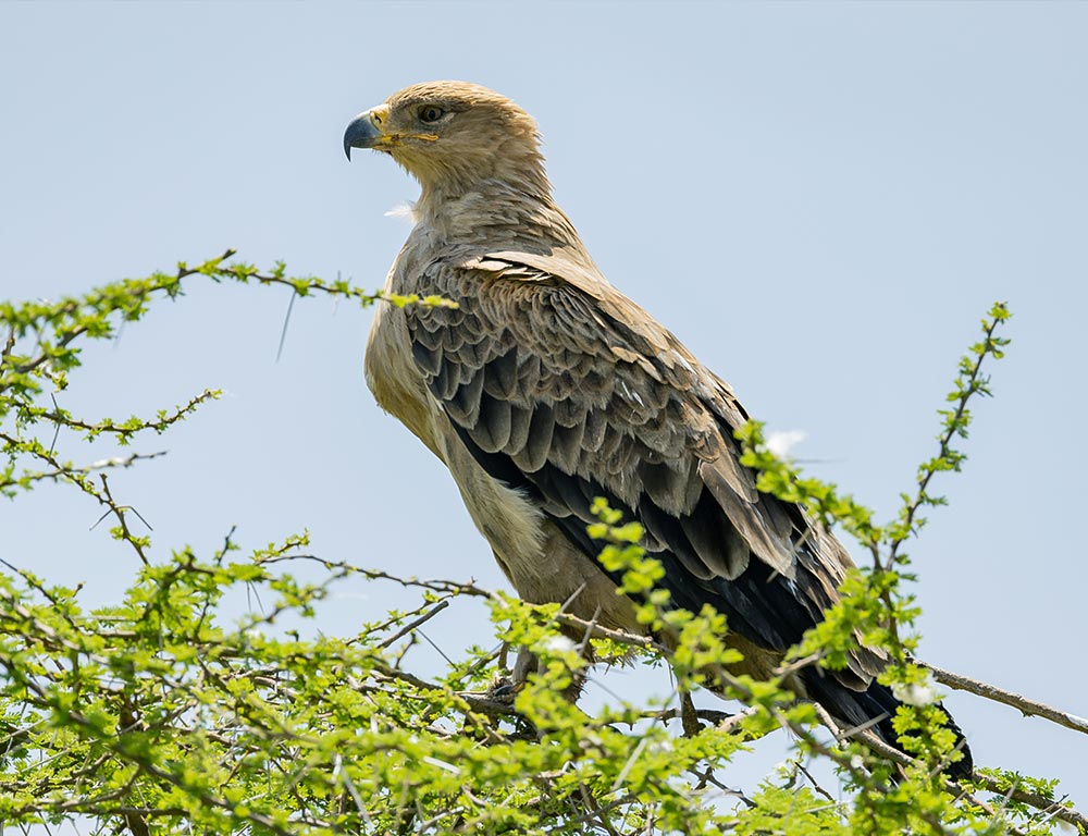 Tawny Eagle