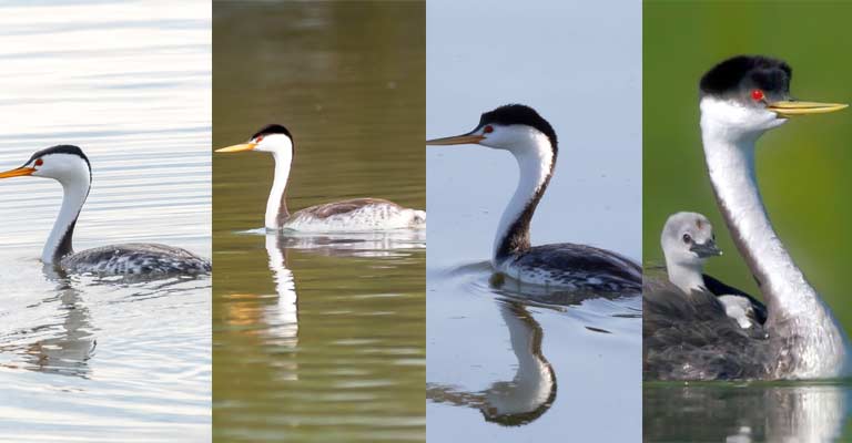 Taxonomical Details of Clark's Grebe