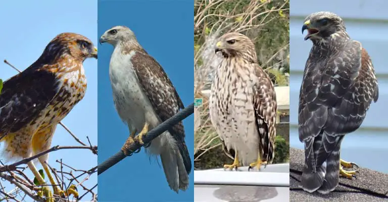 Taxonomical Details of Florida Red-tailed Hawk