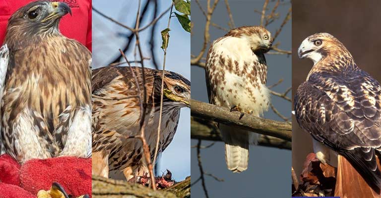 Taxonomical Details of Jamaican Red-tailed Hawk