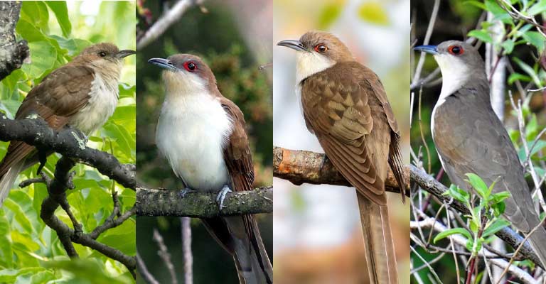 Taxonomical details of Black-billed Cuckoo