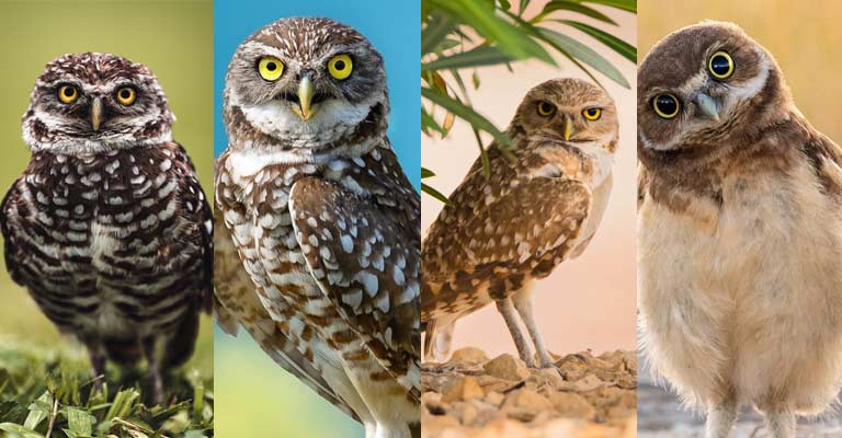 Taxonomical details of Burrowing Owl