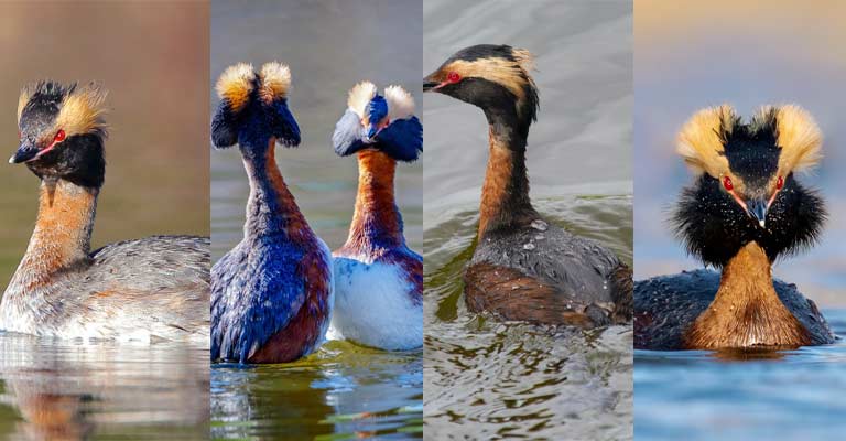 Taxonomical details of Horned Grebe