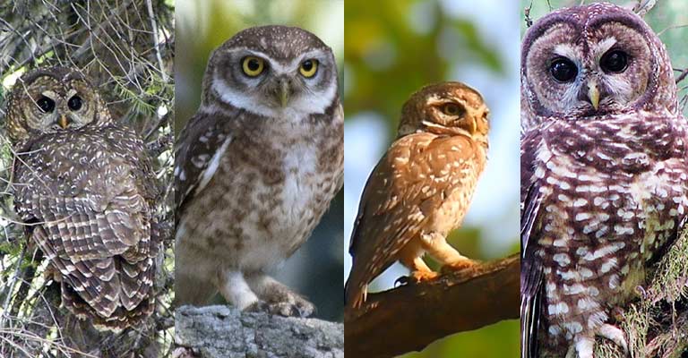 Taxonomical details of Spotted Owl