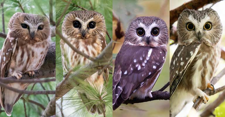 Taxonomical of Northern Saw-whet Owl